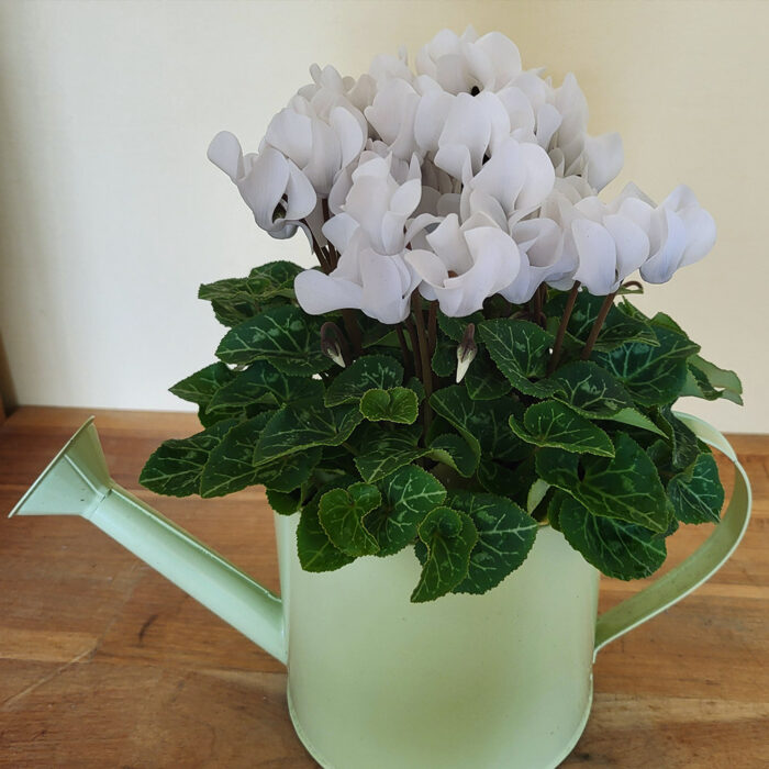 Cyclamen dans arrosoir vert clair