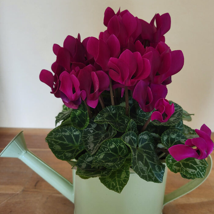 Cyclamen dans arrosoir vert clair – Image 2